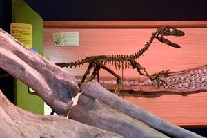 Paléospace : Exposition temporaire Qui veut la peau des dinosaures ?