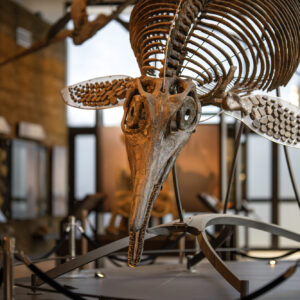 Visite libre du musée